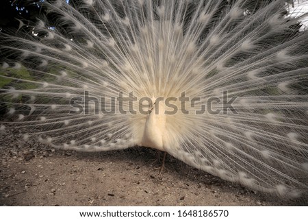 Similar – Image, Stock Photo White peacock Pavo Albus bird