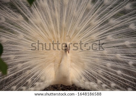 Similar – Image, Stock Photo White peacock Pavo Albus bird