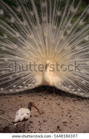 Image, Stock Photo White peacock Pavo Albus bird