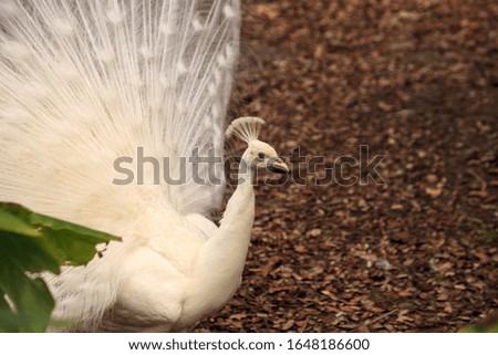 Similar – Image, Stock Photo White peacock Pavo Albus bird