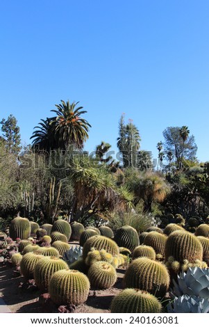Desert garden in the Huntington Botanical Garden on December 26, 2014 at 1:30 p.m.