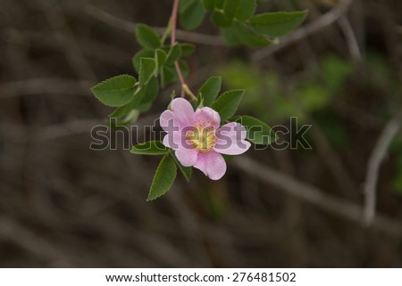 Dog Rose (Rosa canina), wild rose flower blooming oceanside in spring in Southern California