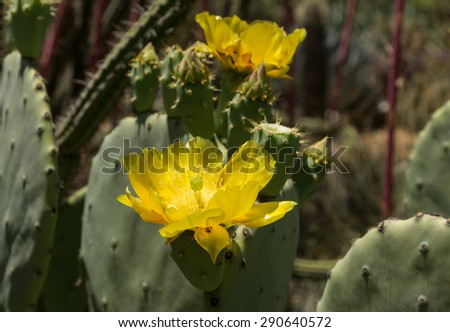 Prickly pear cactus, Opuntia, yellow flower blooms in the Sonoran Desert, Arizona