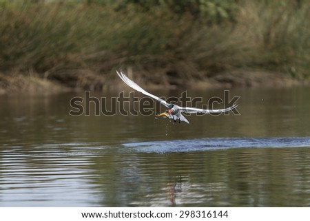 Elegant tern, Thalasseus elegans, in flight over a marsh as it fishes for food