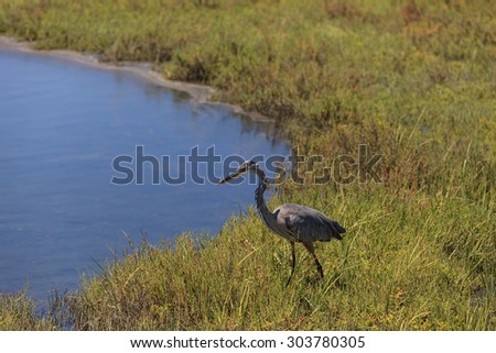 Long billed curlew, Numenius americanus, forages for food in a California marsh, United States