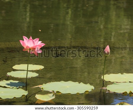 Pink lotus flower on top of a koi pond in Southern California