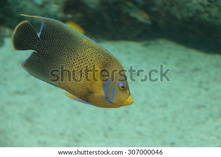 Bermuda blue Angelfish, Holacanthus bermudensis, is yellow and blue, and can be found in Bermuda