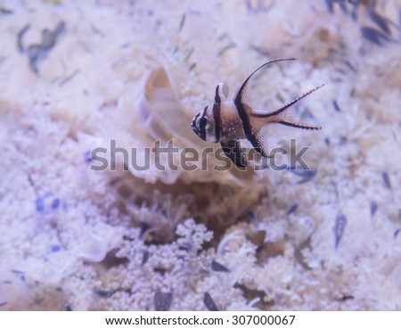 Banggai cardinalfish, Pterapogon kauderni, is a black and white tropical fish found in the Banggai Islands of Indonesia.