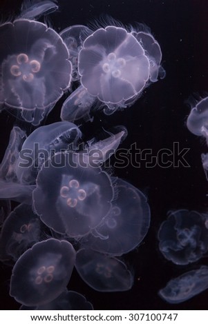 Moon jellyfish, Aurelia aurita, is translucent and has four horseshoe-like gonads visible. It drifts with the current throughout most of the worldÃ¢Â?Â?s oceans.