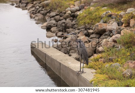 Great blue heron in the wild, standing on a ledge in a marsh in Southern California