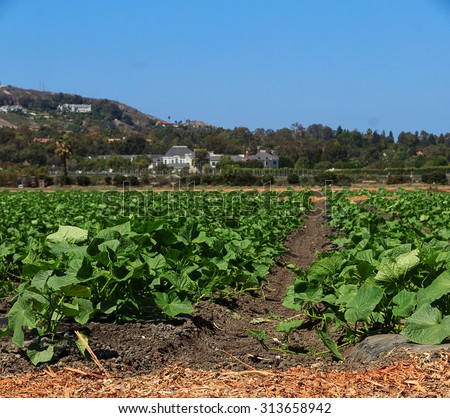 Rows of squash plants on a field in a farm under a blue sky in summer