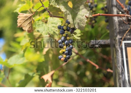 River bank wild grape, Vitis riparia, vine growing green grapes in summer