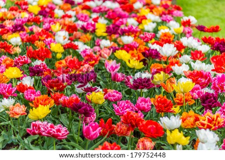 Beautiful mixed colors soft focus vibrant orange, yellow, maroon, pink and red tulips at Keukenhof Netherlands