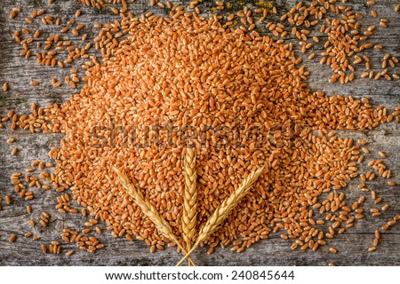 Harvested Wheat with Wheat Spike in Centre on Rustic Old Barn Wood Background