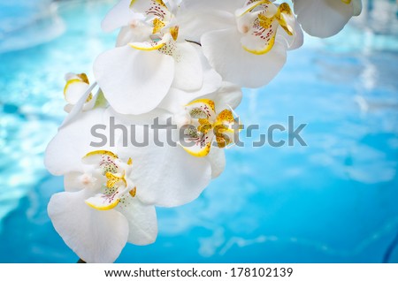 White Orchid. White Orchids over Water Background