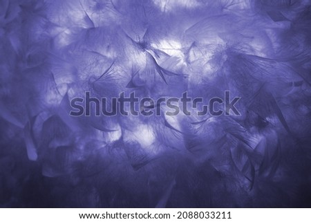 White fluffy feathers on blur background. New 2022 trending PANTONE 17-3938 Very Peri color