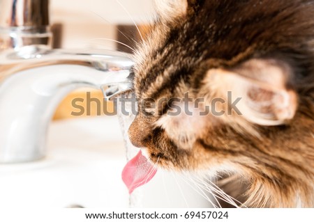 Thirst cat