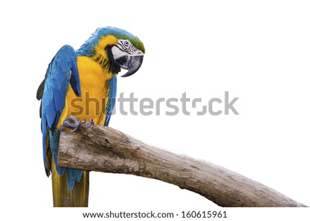 Closeup a beautiful macaw isolate on white background.