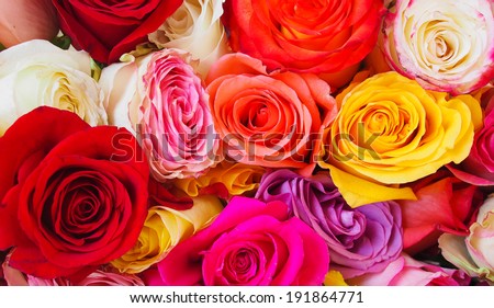 Roses in a variety of colours