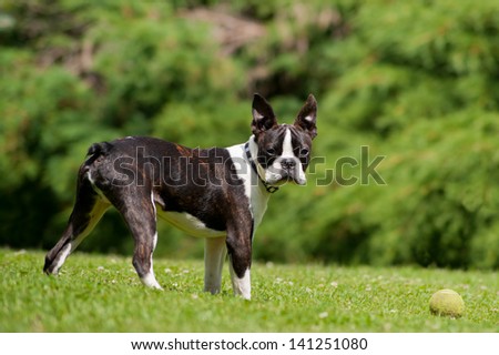 Puppy boston terrier with a ball in a green garden
