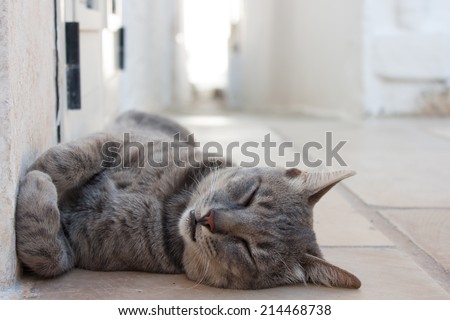 haired gray cat lying on the ground while sleeping