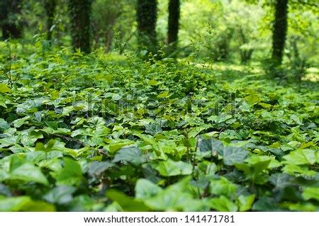 beautiful forest floor, forest clearing