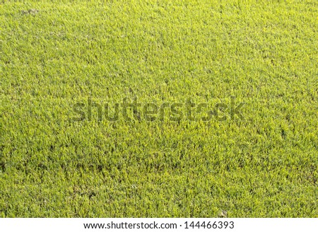 Grass areas on the golf course.