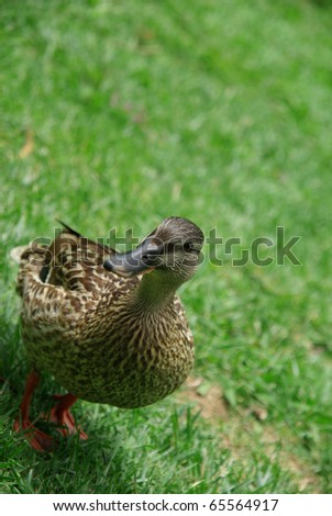 Portrait of a female duck on the grass.