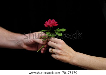 Man handing his wife a red garden rose. Closeup of hands against a black background. Caucasian.