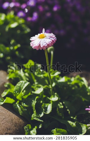 light purple flower
