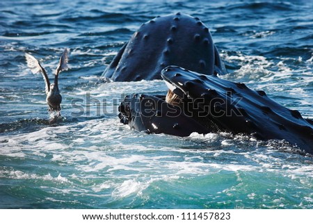 Humpback whales out of water