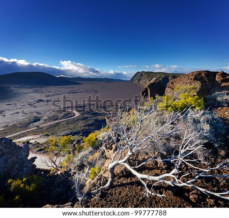 Trees on edge of volcanic landscape, Plaine des Sables, Reunion island.