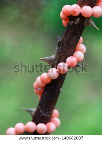 Coral beads entwined around a stem roses with thorns, selective focus on the center of the photo, with space for text