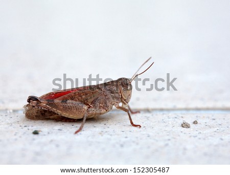 Gray grasshopper with red wings close up sits on a white cement floor