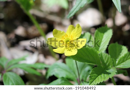 Yellow wood anemone (Anemone ranunculoides) in forest meadow, close-up, selective focus