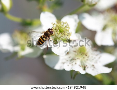 Spilomiya big-eyed (Spilomyia diophthalma), a family of flies, hoverflies (Syrphidae) on white raspberry flower
