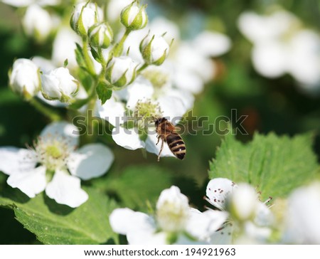 Honey bee of the garden flying to a white on raspberry flower, macro, selective focus