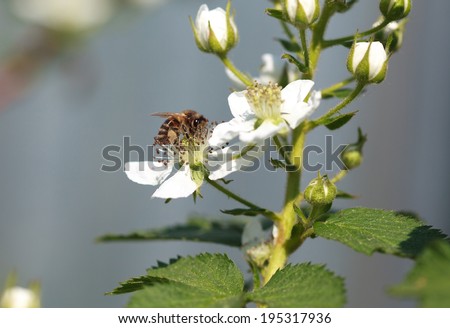 Honey bee of the garden on a white on raspberry flower, macro, selective focus and place for text