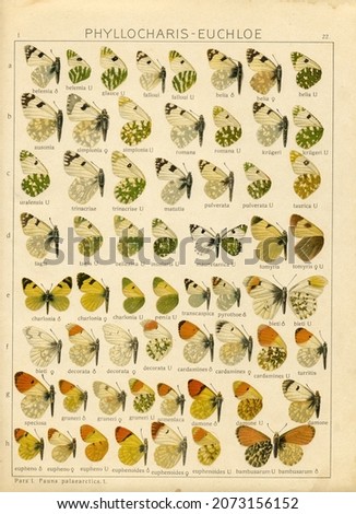A sheet of  antique lithography with butterflies from the book 'Dr a seitz die grossschmetterlinge der erde', release is 1912, Adalbert Seitz Die Gross-Schmetterlinge der Erde Stock fotó © 