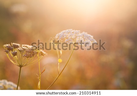 Yarrow plant (Achillea millefolium) in the rays of the setting sun close-up, selective focus