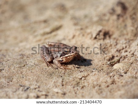 Brown frog (Rana temporaria or European Common Frog ) sitting on the sand, selective focus on head