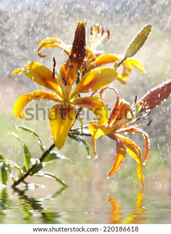 Yellow lily flower in the rain, selective focus, macro. Photo improved reflection in water