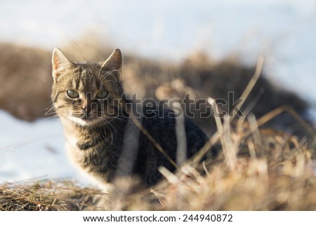 cat watching in bush