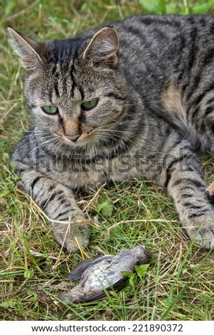 Cat hunted a bird