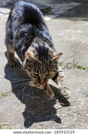 cat carries a mouse in mouth