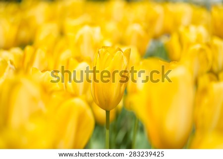 Tulip. Beautiful bouquet of tulips. colorful tulips. tulips in spring.