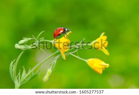 Similar – Image, Stock Photo Ladybug on green leaf