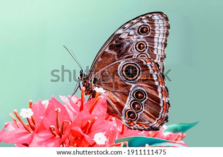 Similar – Image, Stock Photo Close up of butterfly wing