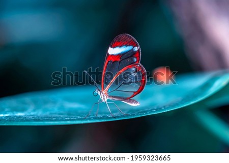Macro shots, Beautiful nature scene. Closeup beautiful butterfly sitting on the flower in a summer garden. Stock foto © 