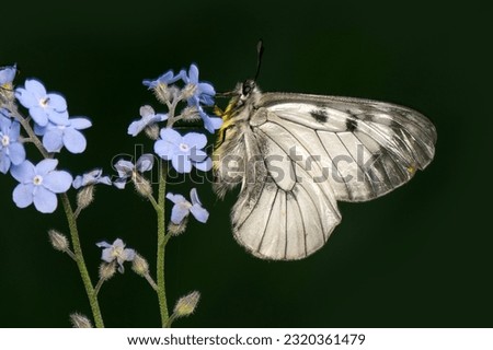 Similar – Foto Bild Ein Schmetterling sitzt auf einer Hand